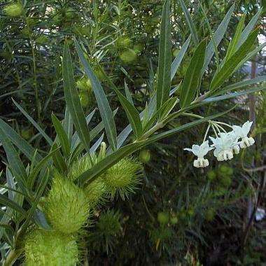 10 Gomphocarpus fruticosus Seeds - Milkweed, Wild Cotton - Indigenous South African Shrub Seeds