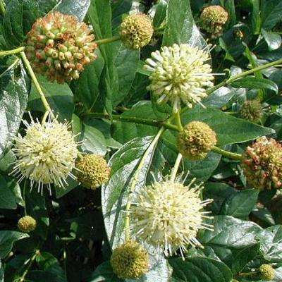 Cephalanthus natalensis Seeds - Strawberry Bush - Indigenous South African Shrub or small Tree
