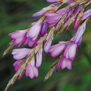 5 Dierama galpinii Seeds -Angel's Fishing Rod- Indigenous South African Native Perennial Bulb