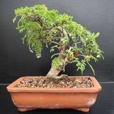 Zanthoxylum davyi Seeds - Knobwood - Indigenous Bonsai Tree Seeds