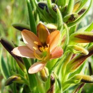 Wachendorfia multiflora Seeds - Sow Autumn - Indigenous South African Bulbs Seeds