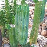 50 San Pedro Cactus Bulk Seeds - Trichocereus pachanoi Seeds - Ethnobotanical