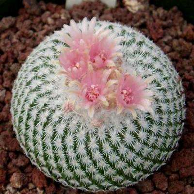 10 Epithelantha micromeris Seeds - Button Cactus - Ethnobotanical Succulents