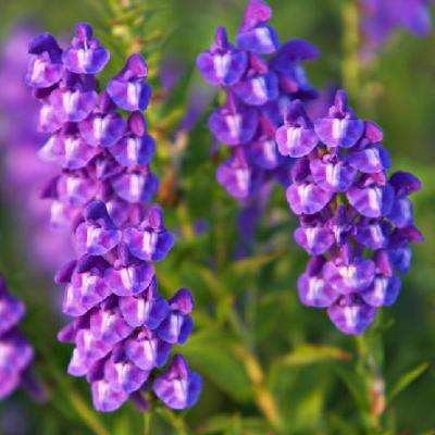 Mad Dog Skullcap Seeds - Scutellaria lateriflora - Medicinal Herbs