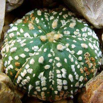 Astrophytum asterias cv Super Kabuto Seeds - Sand Dollar Cactus, Sea Urchin Cactus Succulents