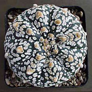 5 Astrophytum asterias cv Super Kabuto Seeds - Sand Dollar Cactus, Sea Urchin Cactus Succulents