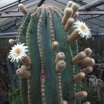 10 Pachycereus pringlei Seeds - Cardon Cactus - Edible Fruit - Succulents