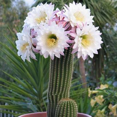 10 Trichocereus spachianus Seeds - Gold Torch Cactus Succulents