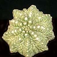 5 Aztekium ritteri Seeds - Aztec Cactus Seeds - Succulent