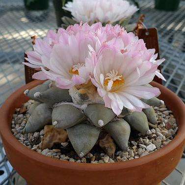 Ariocarpus retusus Cactus Seeds - Living Rock, Seven Stars - Cacti - Succulents