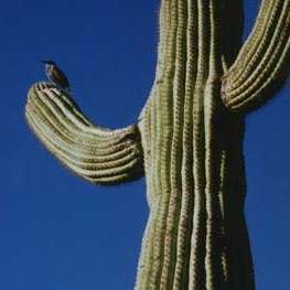 Carnegiea gigantea Seeds - Giant Saguaro Cactus Seeds - Edible Fruit Succulents Cacti Carnegia