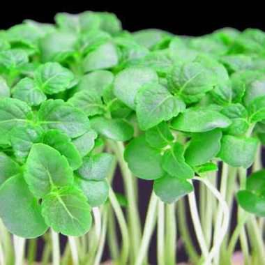 10 Green Shiso, Beefsteak Plant Seeds - Perilla frutescens - Medicinal Ethnobotanical - Herbs