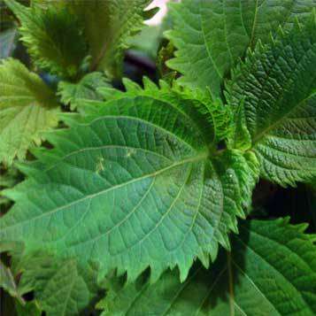 Green Shiso, Beefsteak Plant Seeds - Perilla frutescens - Medicinal Ethnobotanical - Herbs
