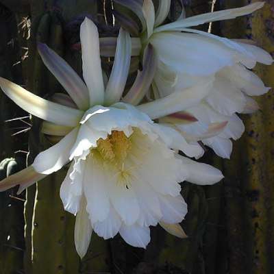 Trichocereus bridgesii Seeds - Echinopsis lageniformis Cactus - Psychoactive Succulents