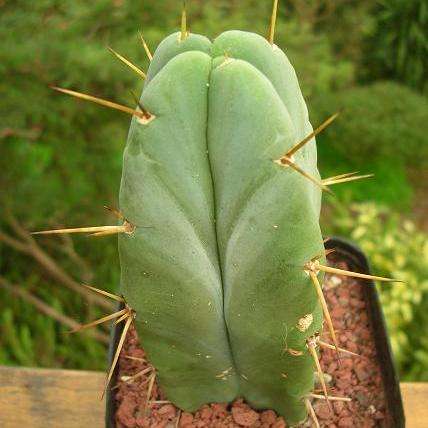 50 Trichocereus bridgesii Seeds - Echinopsis lageniformis Cactus - Bulk Seeds - Succulents