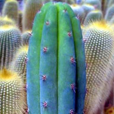 10 Trichocereus macrogonus Seeds - Ethnobotanical Cactus Seeds - Succulents
