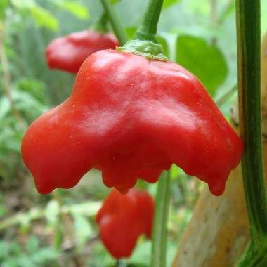 Bishop's Crown Chilli Pepper Seeds - Capsicum baccatum Chili Chile - Vegetable