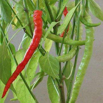 5 Desi Teekhi Chilli Pepper Seeds - Capsicum chinense Chili Chile - Vegetable Seeds