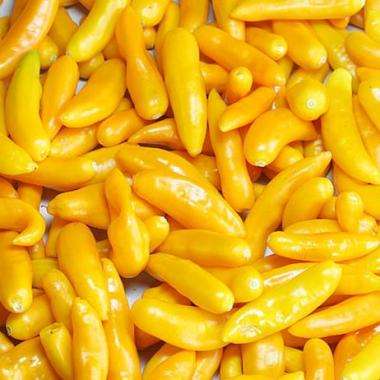 Aji Cito Chilli Pepper Seeds - Capsicum baccatum Chili Chile - Vegetable