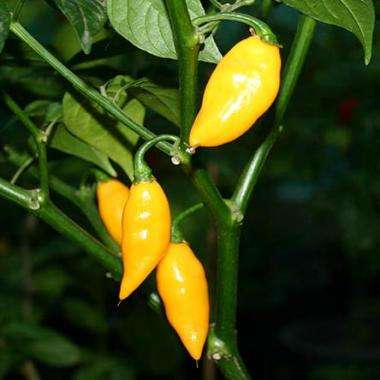 10 Beni Highlands Chilli Pepper Seeds - Capsicum chinense Chili Chile - Bulk Vegetable Seeds