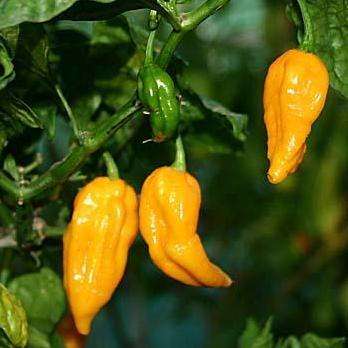 Fatalii Chilli Pepper Seeds - Capsicum chinense Chili Chile - Vegetable