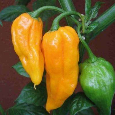 5 Fatalii Chilli Pepper Seeds - Capsicum chinense Chili Chile - Vegetable Seeds