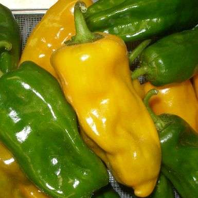 5 Cantina Gold Chilli Pepper Seeds - Capsicum annuum Chili Chile - Vegetable Seeds