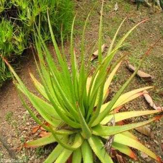 20 Aloe pretoriensis Seeds - Buy Seeds for Indigenous South African Succulents - Worldwide Shipping