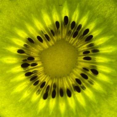 5 New Zealand Kiwifruit, Chinese Gooseberry - Actinidia deliciosa Seeds - Edible Kiwi Fruit Vine