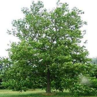 50 American sycamore Bulk Seeds, Platanus occidentalis - American Plane Tree or Buttonwood Seeds
