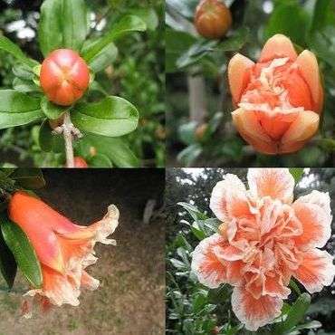 Dwarf Pomegranate Fruit Tree Seeds - Punica granatum var. nana Seeds