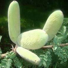 Acacia hebeclada ssp. tristis Candle Thorn; Trassiedoring Shrub Seeds Indigenous to South Africa