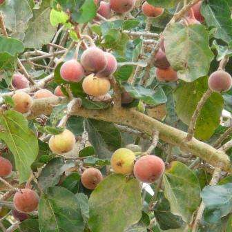 10 Ficus sycomorus Tree Seeds - Indigenous South African Tree Seeds To Buy