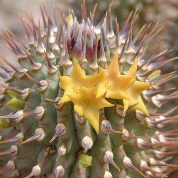 4 Hoodia alstonii Seeds - Indigenous South African Succulent Seeds to Buy From South Africa