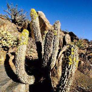 5 Hoodia alstonii Seeds - Rare Indigenous Medicinal Succulent - Combined Worldwide Delivery