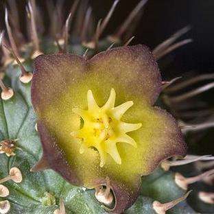 Hoodia flava Seeds - Buy Seeds For Succulents Indigenous to South Africa in South Africa