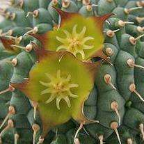 10 Hoodia flava Seeds - Indigenous South African Succulent Seeds to Buy From South Africa