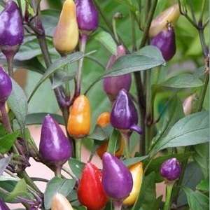 30 Bolivian Rainbow Chilli Pepper Seeds - Capsicum annuum Chili Chile - Bulk Vegetable Seeds