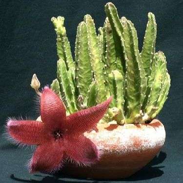5 Stapelia hirsuta Seeds - Indigenous South African Succulents + FREE SEEDS - Worldwide Shipping
