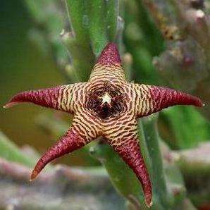 5 Stapelia hirsuta var. baylissii Seeds - Indigenous South African Succulents + FREE SEEDS