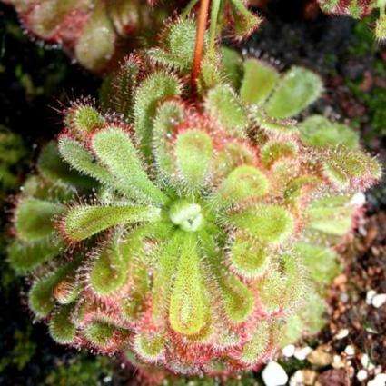 5 Drosera cistiflora Carnivorous Sundew Plant Seeds - Indigenous to South Africa + FREE SEEDS