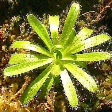 Drosera cistiflora Carnivorous Sundew Plant Seeds - Indigenous to South Africa + FREE SEEDS