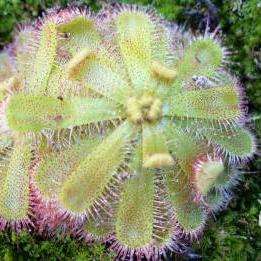 Carnivorous Plant Seeds - Drosera trinervia - Indigenous South African Sundew Seeds
