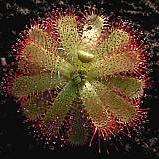 5 Drosera trinervia Seeds Carnivorous Indigenous Insectivorous Plant Seeds From South Africa