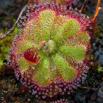 10+ Drosera spathulata Carnivorous Indigenous Insectivorous Sundew Seeds from South Africa