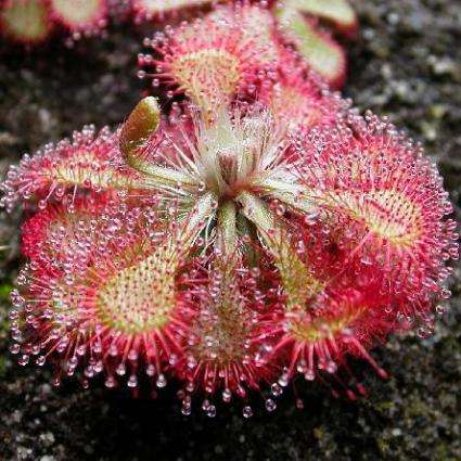 5 Drosera spathulata Carnivorous Indigenous Insectivorous Sundew Seeds from South Africa