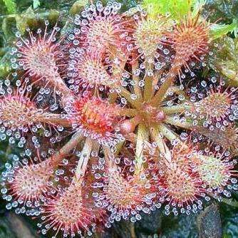 10+ Drosera spathulata Carnivorous Indigenous Insectivorous Sundew Seeds from South Africa
