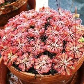 10+ Drosera spathulata Carnivorous Indigenous Insectivorous Sundew Seeds from South Africa