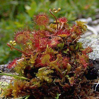 10+ Drosera rotundifolia - Carnivorous Sundew Plant Seeds- European Sundew Seeds
