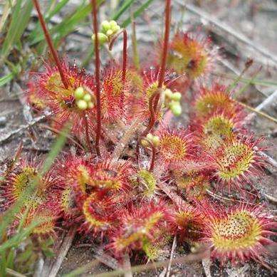 10+ Drosera rotundifolia - Carnivorous Sundew Plant Seeds- European Sundew Seeds